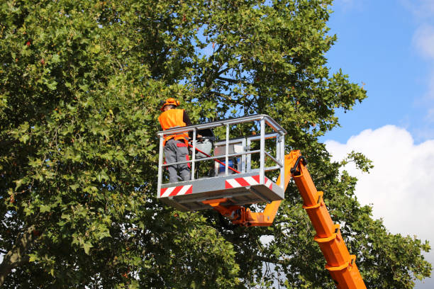 Story City, IA Tree Removal and Landscaping Services Company